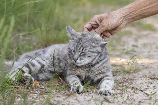 Sokakta başıboş bir kedi. Şehrin sokaklarında başıboş hayvanların hayatta kalması..