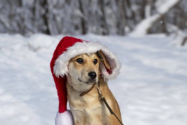 Karlı arka planda Noel Baba şapkalı şirin köpek yavrusu. Evcil hayvanlarla Noel tatili..