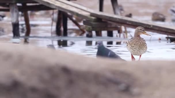 Enten Auf Dem Eis Eine Ente Spaziert Auf Dem Eis — Stockvideo