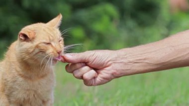 Adamın biri parkta kulağını kırmış kırmızı bir sokak kedisini elle besliyor. Evsiz hayvanlara yardım etme kavramı..