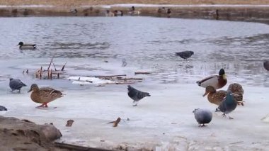 Buzdaki bir grup ördek ve güvercin. Şehir parkında kışı geçirmek. Gölette buğdayla beslenen ördekler..