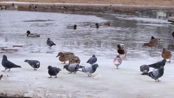 冬の川で野生のアヒル 氷の上を歩くドックや鳩 人々は街の池でアヒルを食べる — ストック動画