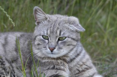 Sokakta başıboş bir kedi. Sokaklarda bir sokak kedisi yatıyor. Sokaklarda başıboş hayvanların yaşaması için..