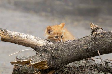 Sokaktaki küçük sokak kedisi. Kuru kütüklerde saklanan korkmuş kedi yavrusu. Sokak hayvanlarının hayatta kalması..