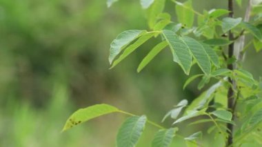 Genç sulu ceviz yaprakları. Bahar yağmurunda ceviz dalları. Uyanış..