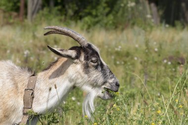 A goat grazes in the countryside. A tethered goat grazes on the lawn.