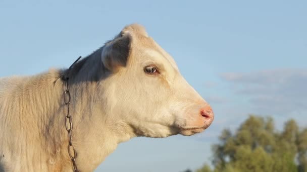 蓝色滑雪板背景下一头长着粉红鼻子的可爱的小牛犊的画像 夏季草坪上放牧的小牛犊 — 图库视频影像