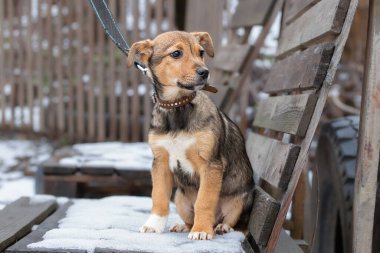 Sahibi olan bir köpek yürüyüşe çıktı. Arkadaşlığın kavramsal imajı, güven, sevgi, insan ve köpek arasındaki ilgi..
