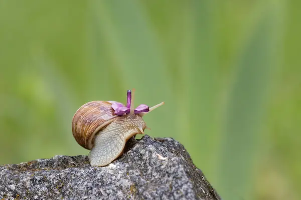 Grape snail on a stone in its natural habitat.Cute snail with lilac flower on its head.Spring theme,spring awakening of nature.
