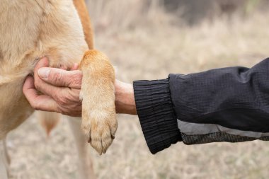 İnsan ve köpek. İnsan ve hayvan arkadaşlığını kavrayın. Köpek sahibinden okşanır. Sahibi hayvanları sever..