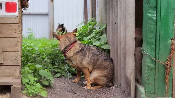 Cão Coçando Costas Diligentemente Cão Sofrendo Picadas Pulgas Conceito Proteger — Vídeo de Stock