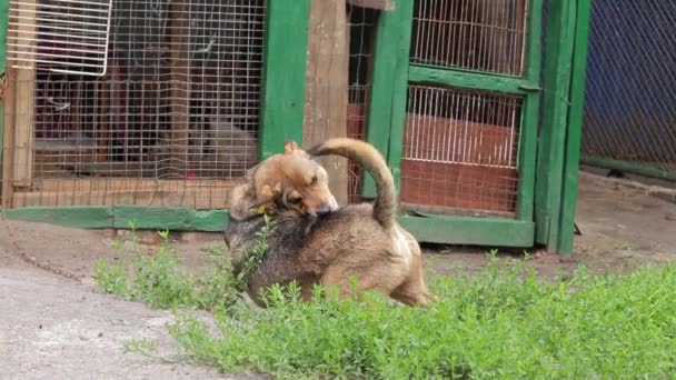 Kutya Vakarja Hátát Szorgalmasan Kutya Szenved Bolhacsípés Fogalom Védelme Kutyák — Stock videók