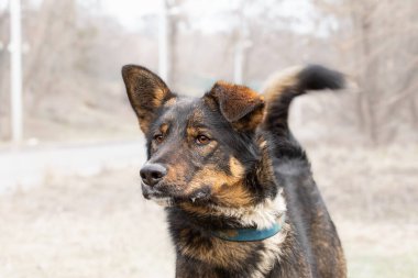 Melez bir köpeğin yakın plan portresi. Sahibi ile yürüyüşe çıkmış bir köpek. Sığınma evindeki temalı hayvanlar..