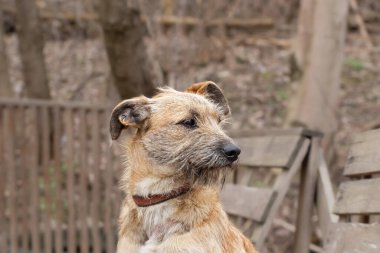 Melez bir köpeğin yakın plan portresi. Sahibi ile yürüyüşe çıkmış bir köpek. Sığınma evindeki temalı hayvanlar..