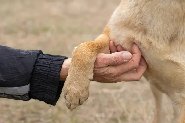 Dog paw in human hand.Animal help concept.Love and affection for dogs.