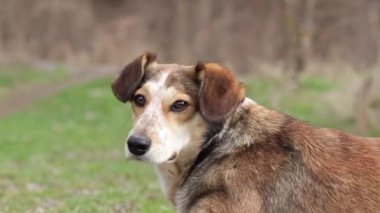 Sahibi ve köpeği. Tatlı kırmızı bir köpek sahibini dikkatle dinler..