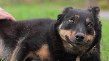 Sahibi ve köpeği. Bir adam parkta köpeğini okşar. Evcil hayvanlara ilgi ve sevgi kavramı..