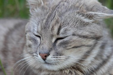 Sokak kedisi. Talihsiz, pis bir kedi sokakta uyuyor. Evsiz, reddedilmiş hayvanlar sorunu..
