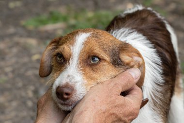 Bir adam ve bir köpek. Sahibi köpeği ile parkta yürüyor. Bir adamla köpek arasındaki ilişki ve arkadaşlık..