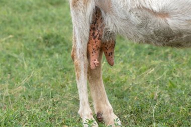 Keçi memesi süt dolu. Çiftlikte çiftlik hayvanları yetiştiriyor, çiftlikte evcil hayvanlar yetiştiriyor. Sağlıklı keçi kavramı..