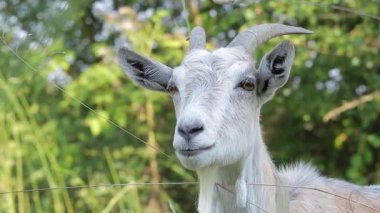 Yeşil arka planda yakın plan komik keçi. Komik hayvanlar..