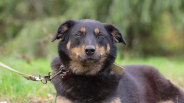 Köpek gülümsüyor. Mutlu siyah köpek sahibi ile yürüyüşe çıktı. Mutlu yakın plan ev hayvanları..