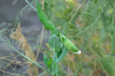 Yeşil bezelye bitkisi üzerinde taze bezelye kabukları. Bahçede olgunlaşan bezelye kabukları.