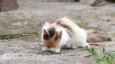 Evsiz sokak kedisi dışarıda yemek yiyor. Aç pis kedi kuru yemek yiyor. Başıboş aç hayvan. Evsiz hayvanlara yardım etmek ve onları beslemek..