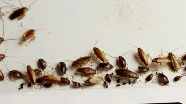 Evdeki hamamböcekleri. Bir grup hamamböceği yapışkan bir kağıt tuzağında. Evde böceklerle ilgili bir sorun..
