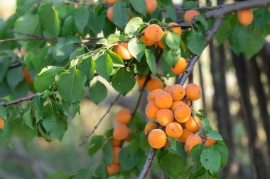 Dalda olgun kayısılar. Kayısı hasadı..