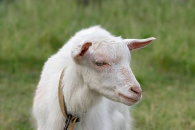 Yazın koşan komik keçi yavrusu. Çiftlik hayvanları.