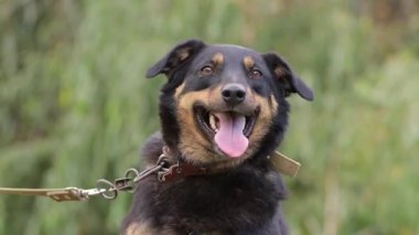 Köpek mutlu. Mutlu evcil hayvan konsepti. En iyi arkadaşlar, köpek yavrusu sokakta dinleniyor..