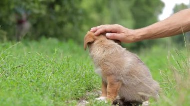 Yürüyüşteki komik köpek yavrusu. Bir adamın köpeğinin kafasını okşaması. Sevgi ve evcil hayvanlara ilgi kavramı..