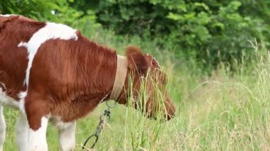 Genç bir buzağı çayırda ot yer. Kahverengi bir buzağı çayırda duruyor ve ot yiyor. Genç bir boğa yeşil ot yer..