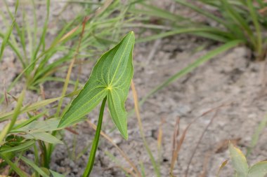 Sagittaria sagittifoli. yaban su bitkisi Sagittaria saggittifolia yavaş akan suda yetişir..