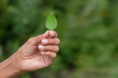 Nane yaprağının el ele tutuşması. Yeşil arkaplanda taze nane yaprağı.