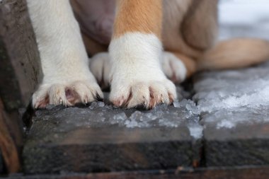 Karda köpek pençeleri. Karların köpek pençelerinin derisi üzerindeki etkisi. Kış mevsiminde koruma ve bakım..