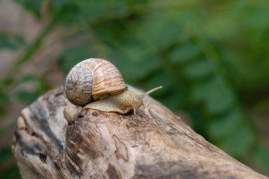 Doğal ortamında üzüm salyangozu.