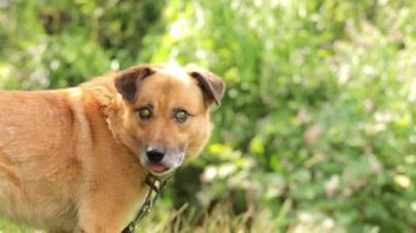 Kör bir köpeğin portresi. Sahibi ile yürüyüşe çıkmış genç kör bir köpek. Dışarıda yürürken kör bir köpeğe bakar ve onunla ilgilenir..