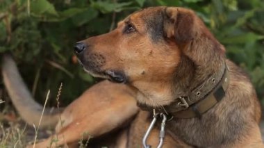 Köpek tedavi olmak için bekliyor. Köpek sahibine sadakatle bakıyor. Mutlu köpek gülümseyerek dudaklarını yalıyor..