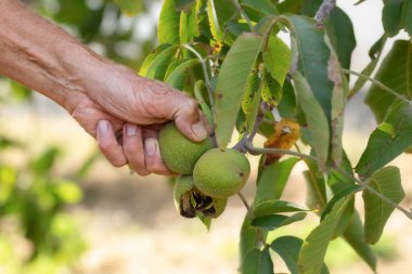 Adamın biri bahçedeki bir daldan ceviz topluyor. Sonbaharda ceviz toplama kavramı..
