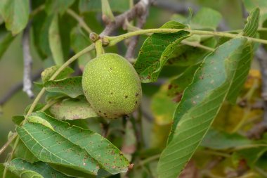 Walnut fruit on the tree. Pest on walnut leaves. Eriophyes tristriatus Nal or Nutty gall mite.