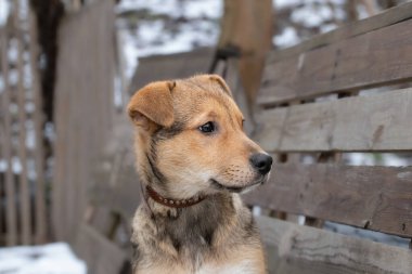 Portrait of a dog in winter.Cute puppy against the background of a winter snow forest,close-up.Winter walk with a dog.