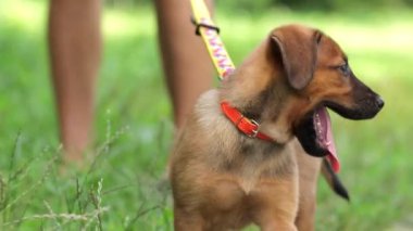 Şirin esneyen bir köpeğin yavaş çekim görüntüleri. Komik bir köpek sahibi ile parkta yürür. Yavru köpek esner ve ağzını açar..