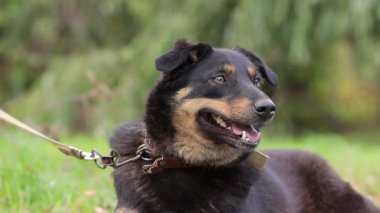 Köpek derin derin nefes alıyor, uzun dilini uzatıyor. Sıcak ve güneşli bir günde koştuktan sonra köpek derin derin nefes alıyor..