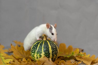 Cadılar Bayramı dekorasyonunun arka planında beyaz dekoratif bir fare. Cadılar Bayramı temalı balkabağı ve fare.