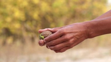 Yeşil kabuklardan ceviz soyan bir kız. Mevsimlik fındık hasadı..