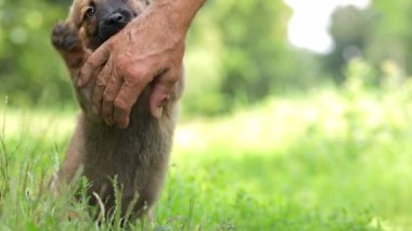 Küçük bir köpek yavrusuyla oynayan bir adam. Parkta sahibine komik oyunlar oynayan sevimli bir köpek yavrusu..