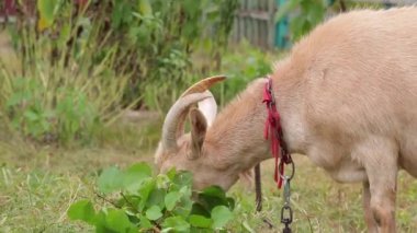 A goat grazes in the countryside. A tethered goat grazes on the lawn.