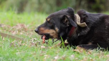 Büyük siyah bir köpek parkta yürürken bir şeyler yer. Evcil hayvan maması, köpek maması konsepti..